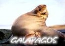 A complete guide to the Galapagos Islands. Travel information, tours, hotels, wildlife, history, weather, maps, photos and much more.